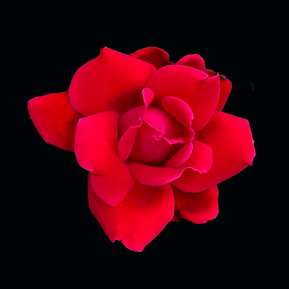 A rose from our front yard.