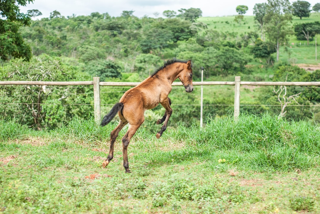 HorseLoversMath's tweet photo. The idea that #horses can experience intrinsic motivations and flow states similar to humans has barely been studied. However, this may soon change. https://t.co/PJRwMZ45IN #equineblogshare #equine #horseowner #equestrianworld #EquineHour #HorseChatHour #ponyhour #horsetraining https://t.co/yM9aWHKi86