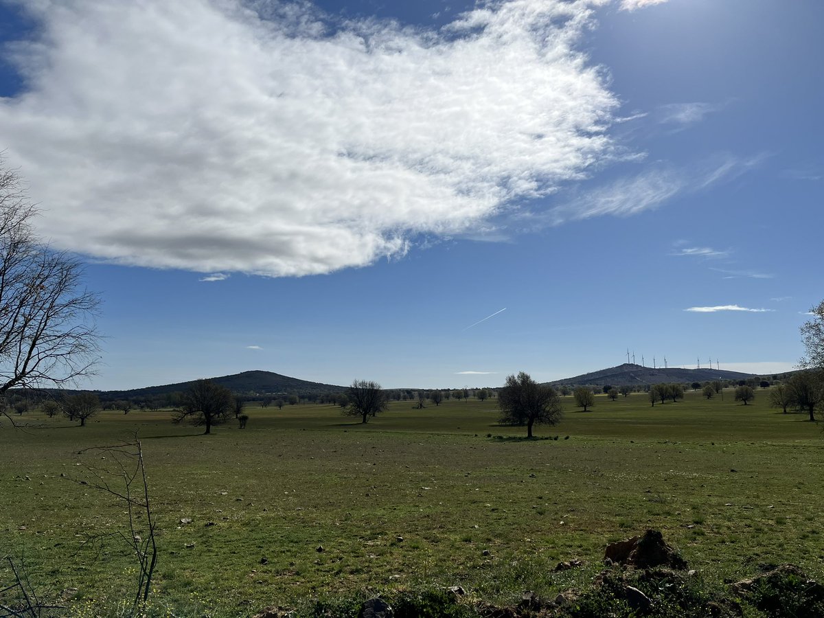 Lots of mention of Silvopasture and Agroforestry in the uk at the moment for the benefit of soils, carbon, livestock and crops - fascinating to walk through so many examples of this in Spain on a spectrum from abandonment to intensive current use