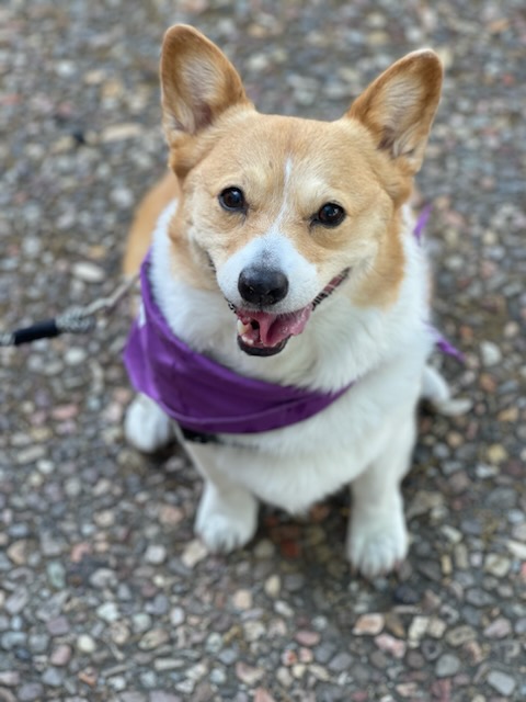 NTXProgressive's tweet photo. Just in from @spcaoftexas Strut your Mutt at Fair Park @StateFairOfTX Beautiful day #corgi s loved it #strutyourmutt #struttyourmutt #endanimalcruelty #gostrut https://t.co/1GgiVlQJgH