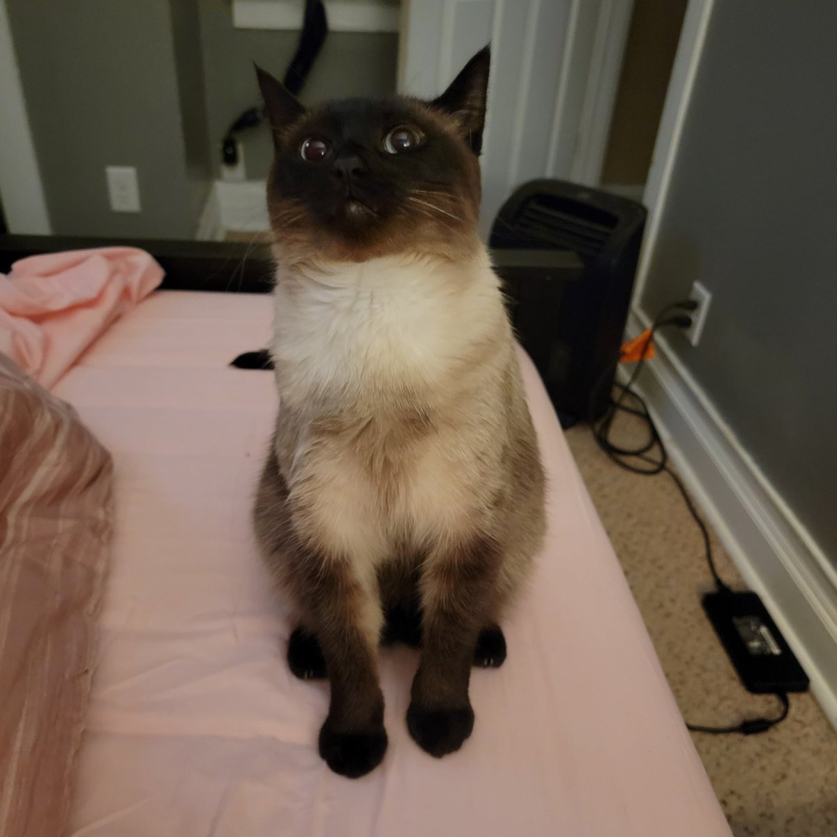 transchrissy's tweet photo. I *dared* to pet her when she wasn't expecting it! #Caturday https://t.co/iDU4YJhJls