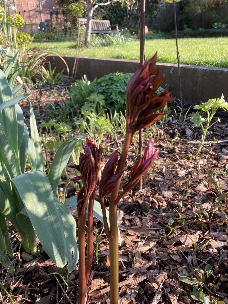 N20 Gardener tweet media