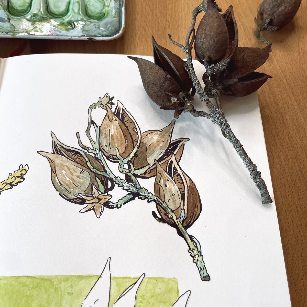 Sketchbook page with nuts and rose hips 🌱wich drawing is your favorite?

#natureart #inspiredbynature #sketchbook #drawing #naturedrawing