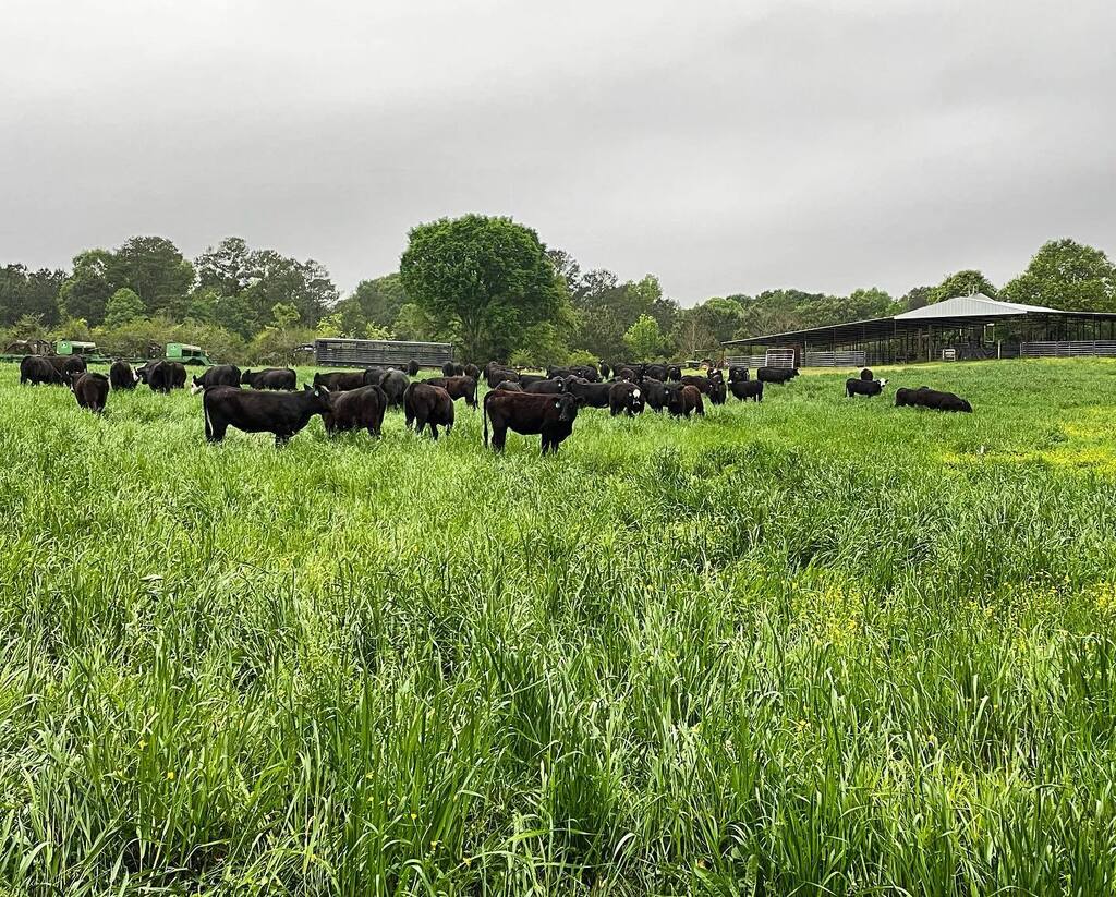 Want a peek at what our dreams look like?!

#followyourdreams #familyfarm #buildingourfuture #farmlife #beefcattle #notilldrill #ryegrass #rotationalgrazing instagr.am/p/CrD_O9oOKQW/