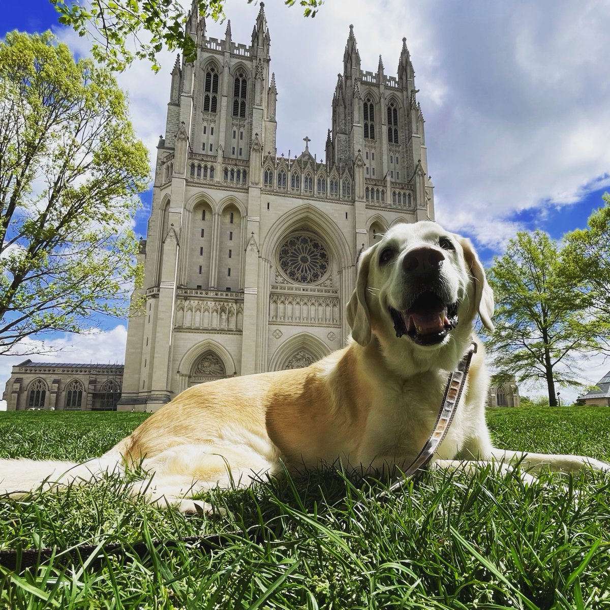 George the Dog tweet media