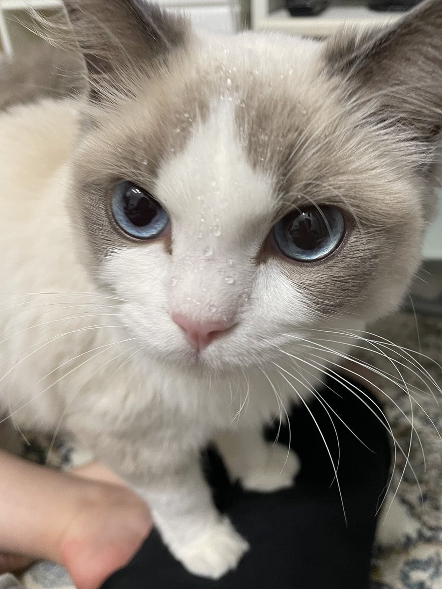 水を飲むだけで顔濡れすぎじゃありませんか？笑

#ラグドール 
#猫の居る暮らし 
#ragdoll #cat https://t.co/DZdgITIUJs