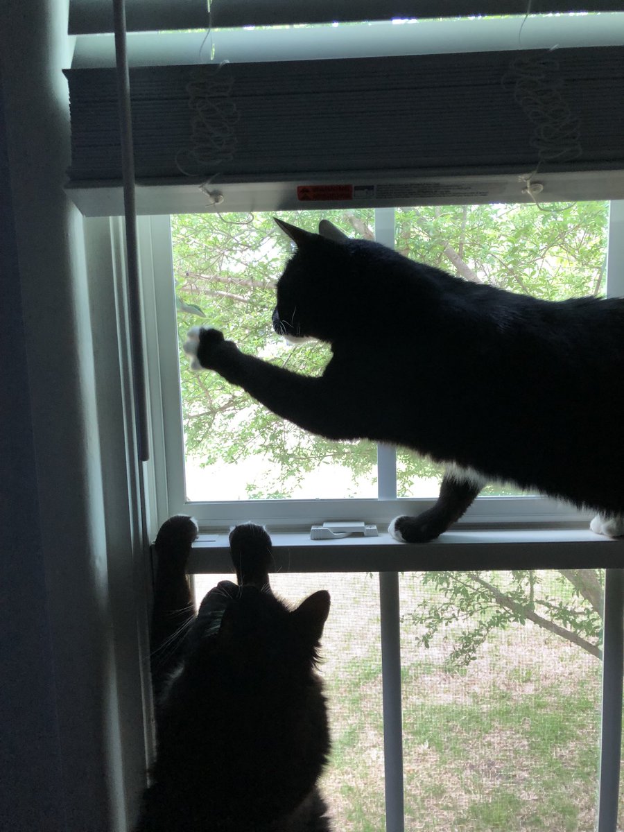 ndosker's tweet image. They really want the little chameleon that is on the window. #indoorcats #brothers #saturdaymorningfun
