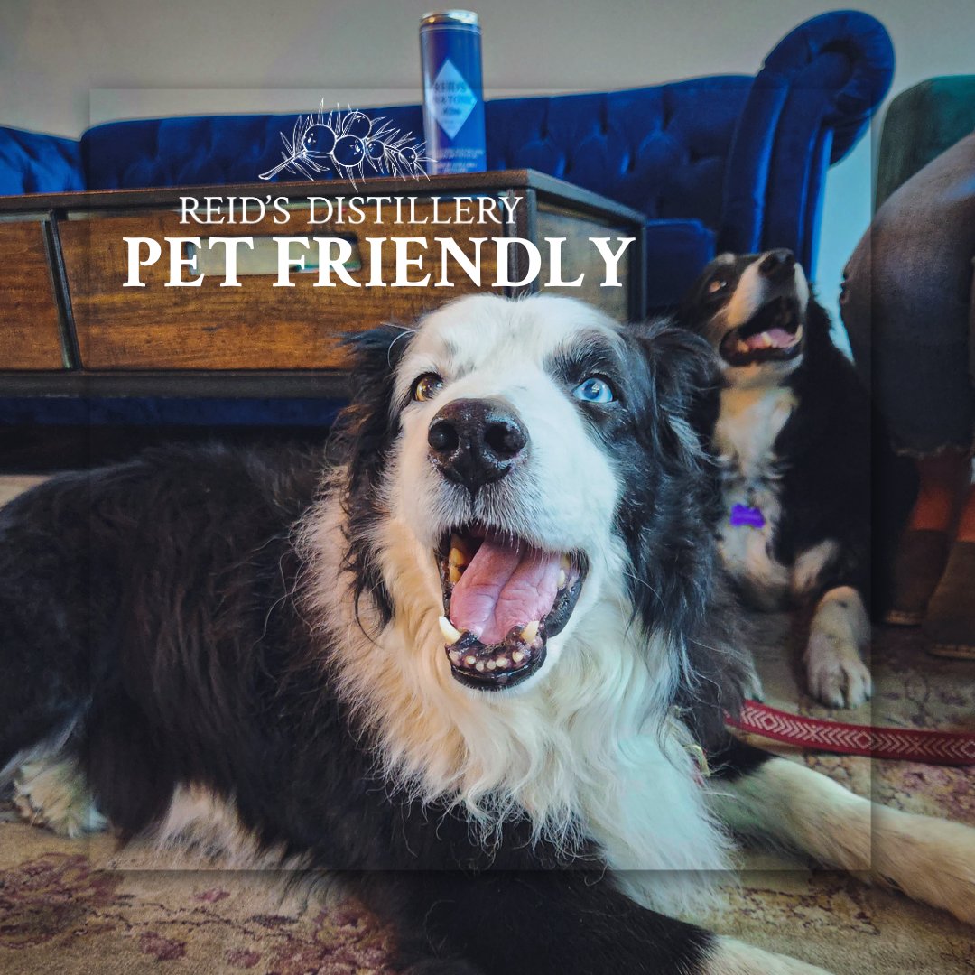 Reid's Distillery is pet-friendly and welcomes your furry friends! ⁠
⁠@torontodogmoms @houndtario <a href="/weenandco/">WeenAndCo</a> @ontariodoggos
#reidsdistillery #animalfriendly #reidsgin #todotoronto #life #goodvibes #petfriendly #torontodogs #happydog #cocktails #dogsoftoronto #bar #toronto