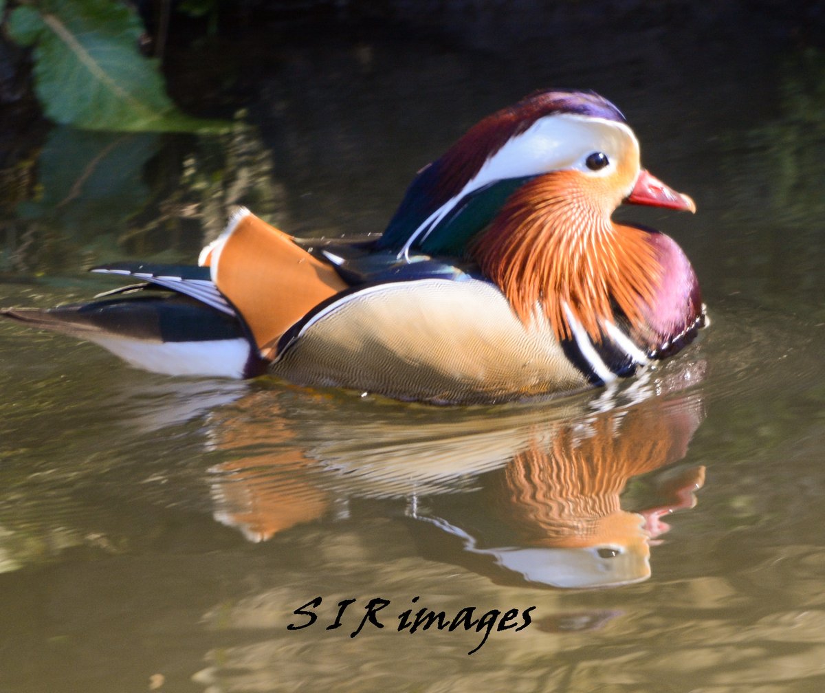 SpenceRitson's tweet photo. Made the journey to see the mandarin duck shame about the cloud.
#TwitterNatureCommunity #wildlifephotography #derwentwalk #wildlife #BirdsOfTwitter https://t.co/4dlBSIAU75