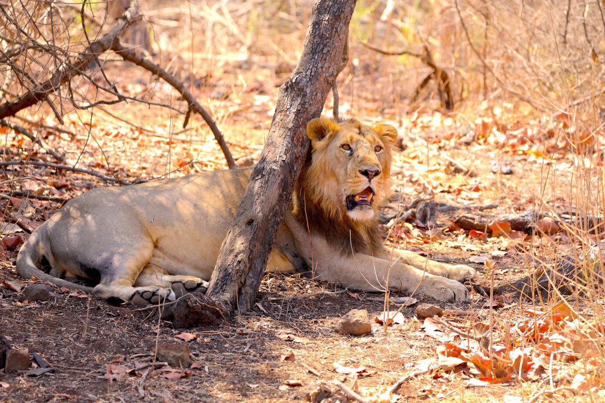 The trip of a lifetime...Gir forest, India. Saw the truly majestic Asiatic #lion and so many other beautiful #animals. The story of the Asiatic lion is heartbreaking and heartwarming - driven (almost) to extinction but also saved by - humans. #wildlifephotography #wildlife