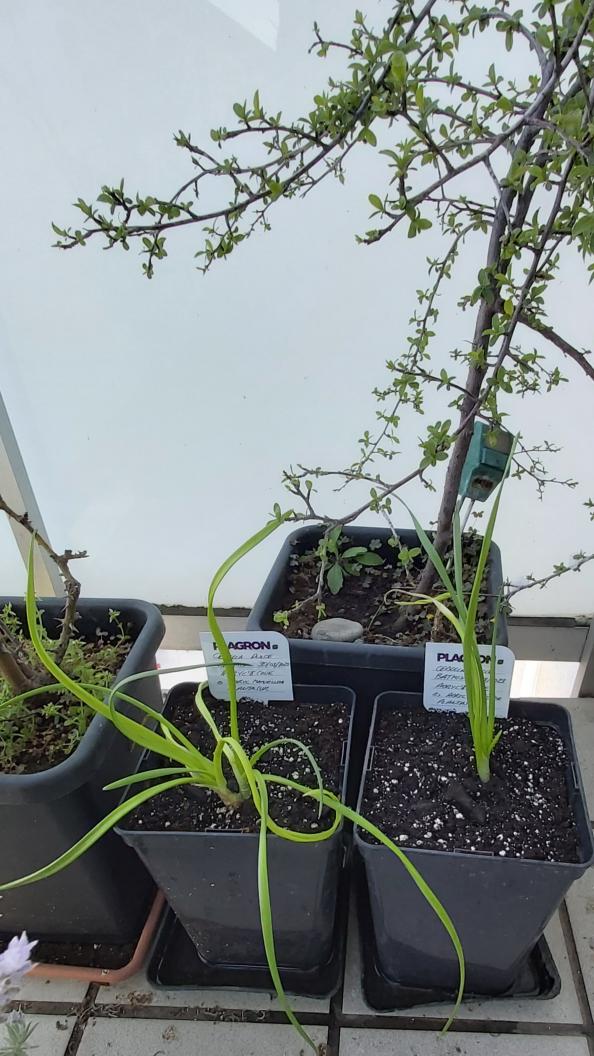 AdrycManellson's tweet photo. Mis #Cebollas en #Sust #BatMix @PlagronAruba by @DPlantasur ya van tirando Verde Mundo.
Weed Tarde os Deseamos desde #AdrycsCove junto con toda la #Crew, Alegría, Paz, Olas y #SemisDeColección...🧚♂️😎 https://t.co/o0huNm9hpu