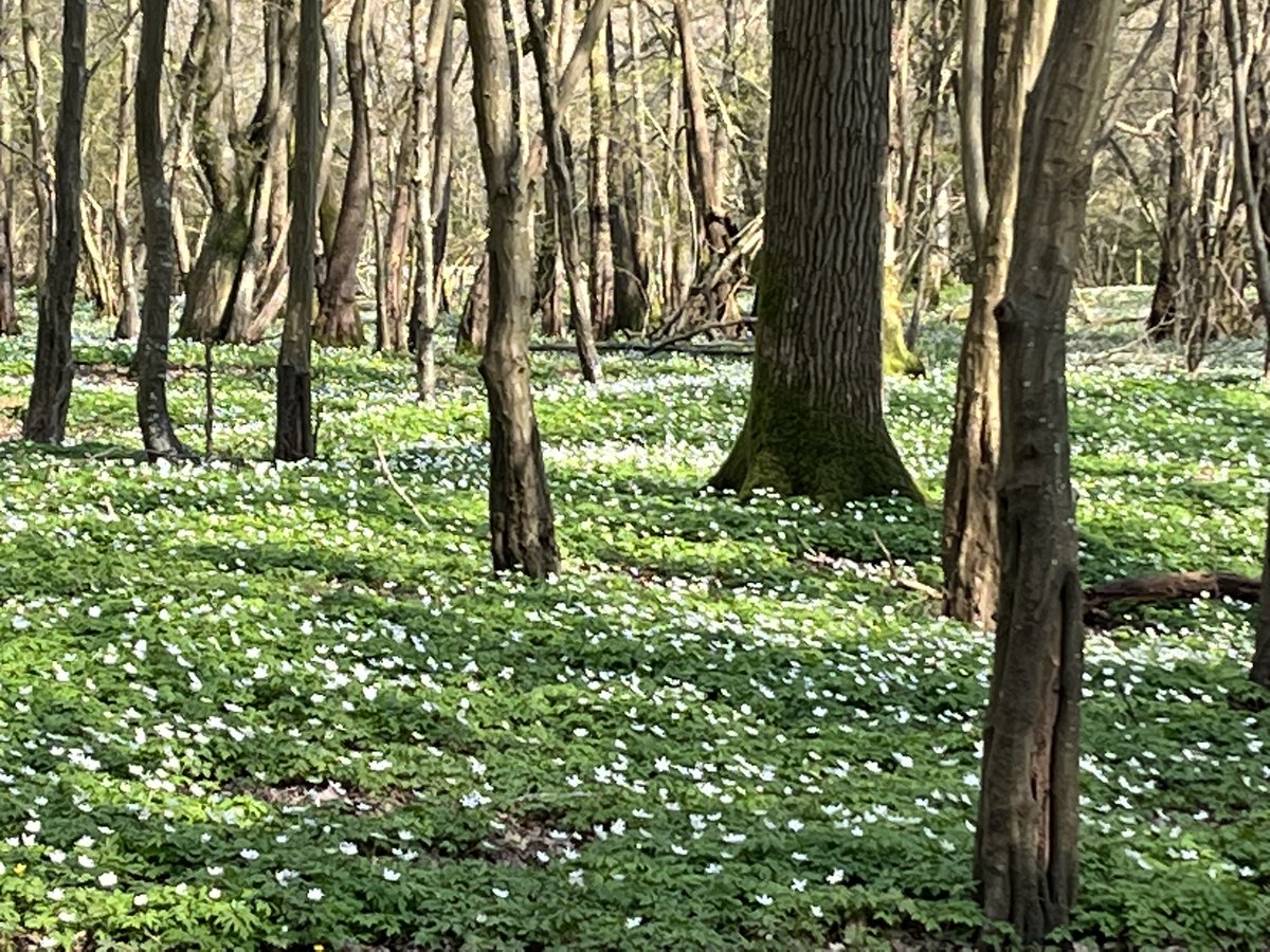 Weekend #BikeBotanics. First early early purple #orchid. Wood anemones in abundance. Off the beaten track, East Sussex.