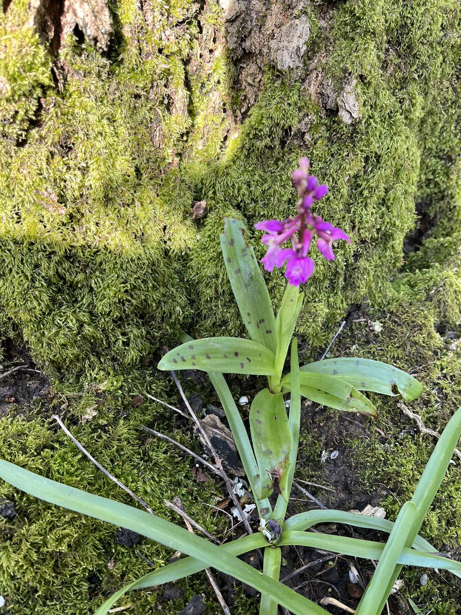 InspiredByKate's tweet photo. Weekend #BikeBotanics. First early early purple #orchid. Wood anemones in abundance. Off the beaten track, East Sussex. https://t.co/knqQsIPhbz