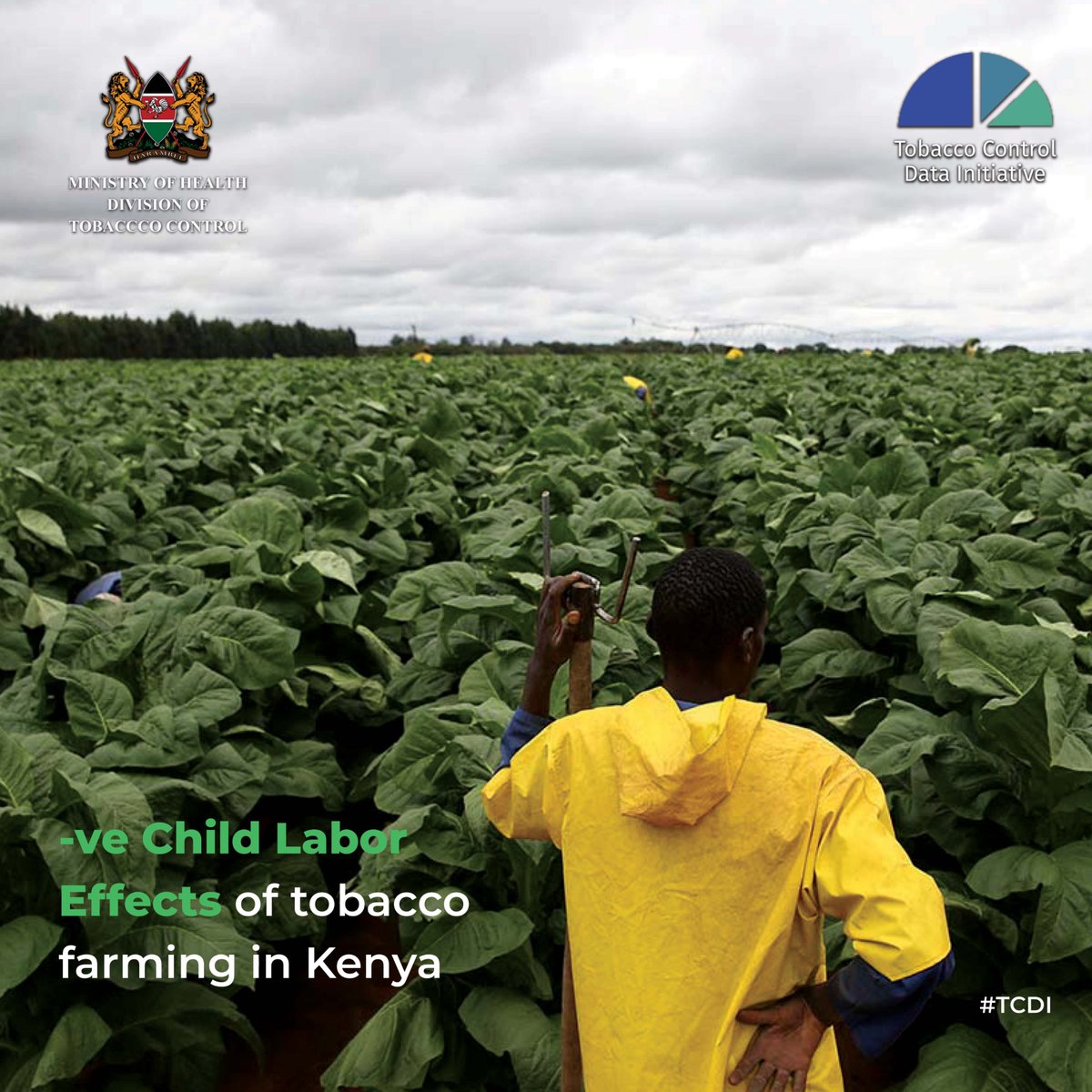 Heartbreaking💔

Children as young as 10 years old are toiling in tobacco farms, exposed to dangerous conditions & deprived of education.

Need reliable information on #TobaccoControl in Kenya? Stay informed on #TobaccoControlData through the #TCDI platform.

#TobaccoFreeFarmsKE