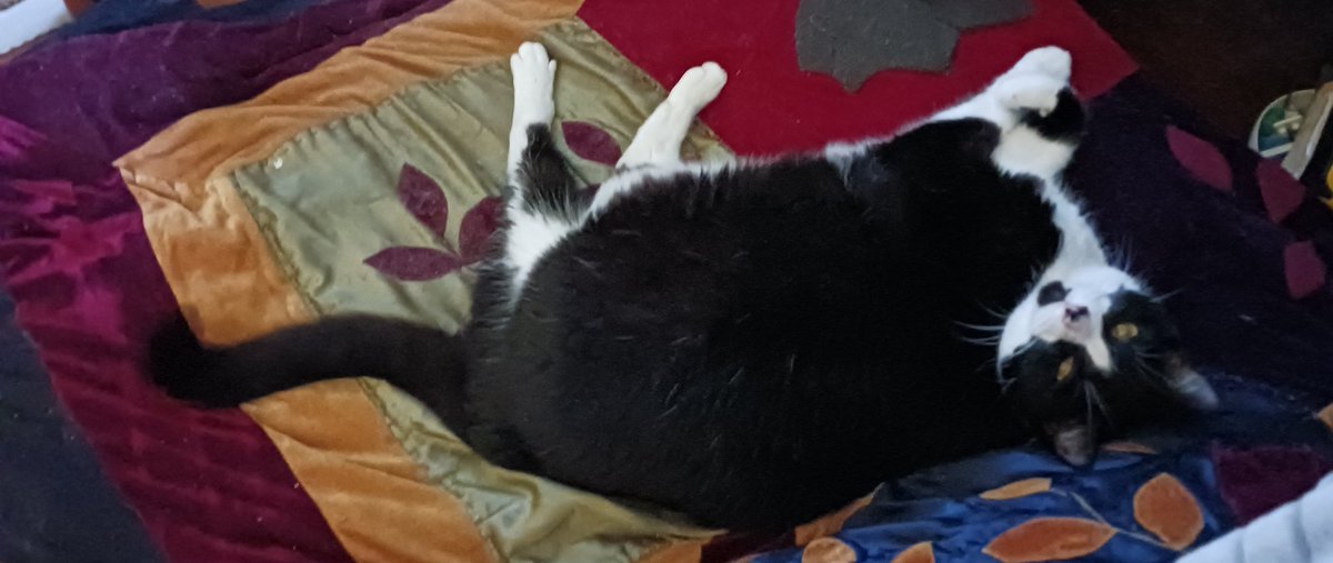 CryptCreeperOG's tweet photo. Happy #Caturday furriends 😻 https://t.co/I2VO1XKQWE