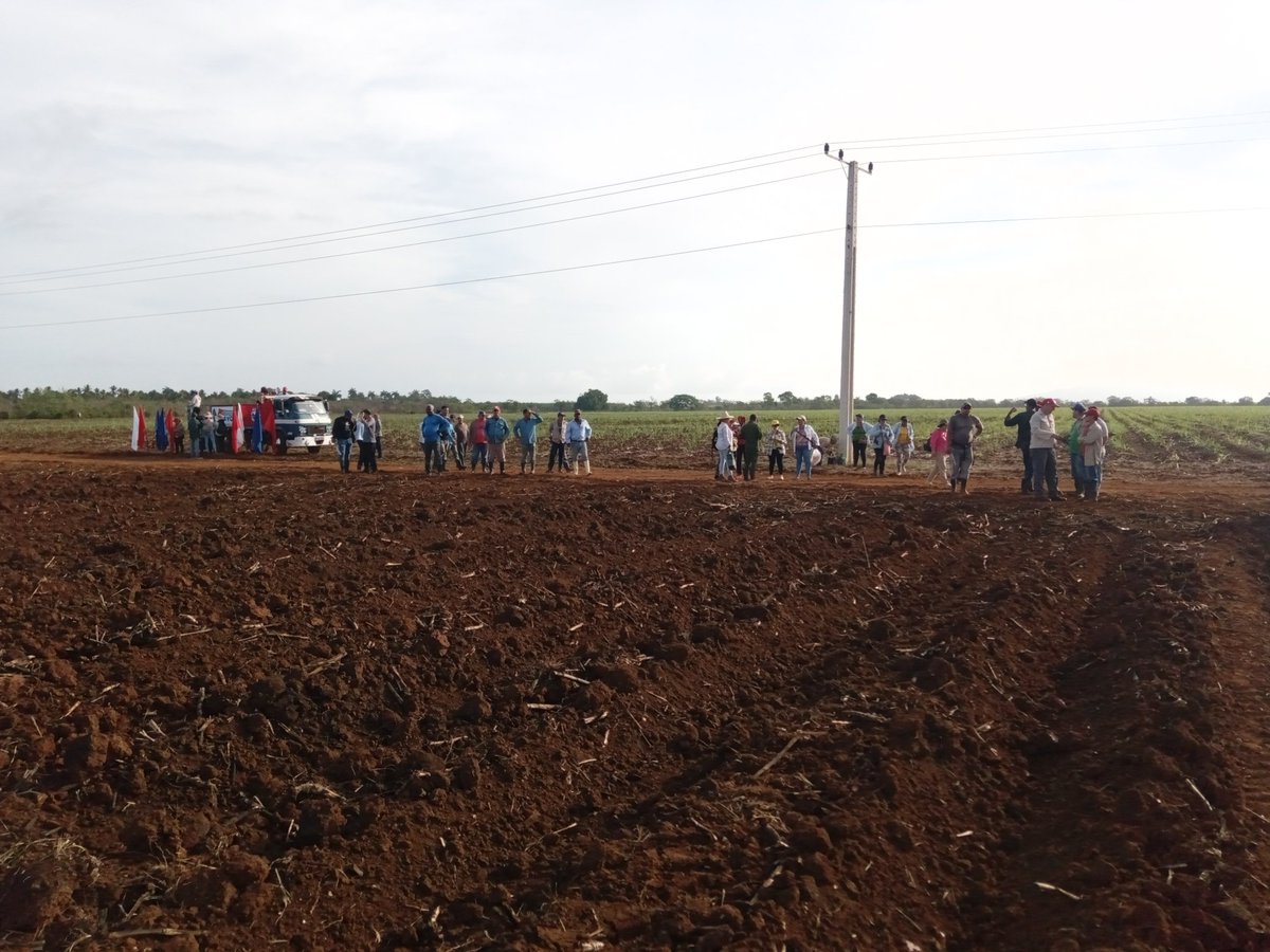 BMa7001's tweet photo. Participa municipio #Morón en jornada de siembra de caña #AbrilDeVictorias #LatirAvileño @IzquierdoAlons1 @NexyVelizNaranj @yamila_padron @DrRobertoMOjeda @AlexeyOT73 @JoseDraidel https://t.co/vwk7meQqep