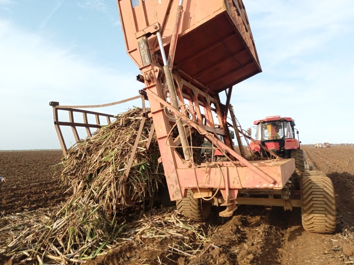 Participa municipio #Morón en jornada de siembra de caña #AbrilDeVictorias #LatirAvileño <a href="/IzquierdoAlons1/">Livan Izquierdo Alonso</a> <a href="/NexyVelizNaranj/">Nexy Veliz Naranjo</a> <a href="/yamila_padron/">Yamila Cruz Padrón</a> <a href="/DrRobertoMOjeda/">Dr. Roberto Morales Ojeda</a> <a href="/AlexeyOT73/">Alexey</a> <a href="/JoseDraidel/">José Draidel Pereira</a>