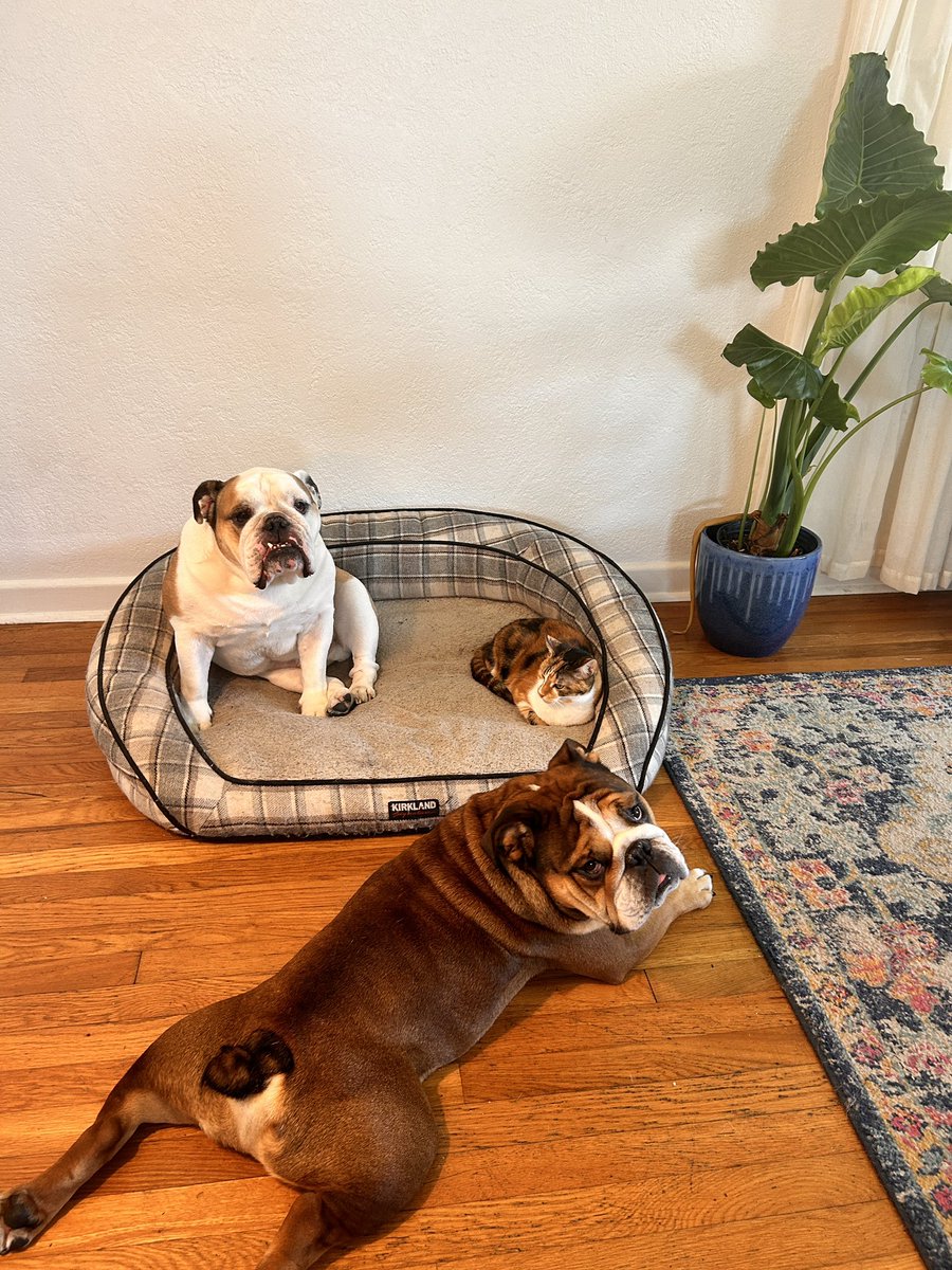 rtgive's tweet photo. Newton, Mother of Dogs https://t.co/W7u01uldGN