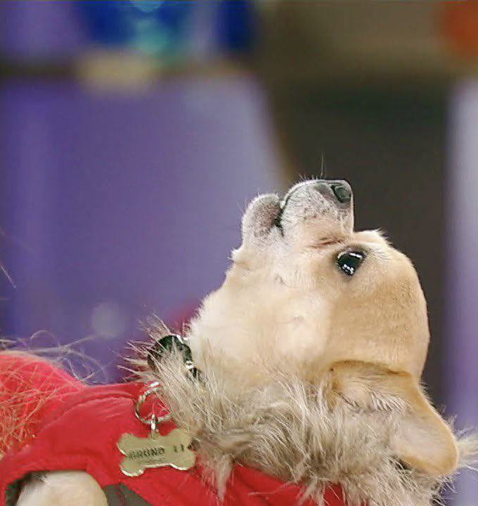 karenluciano's tweet photo. Imágenes exclusivas de Bruno invocando/activando a sus perri-amigos #IlumiBrunos para que voten por su mami #PatyNavidad para convertirla en finalista en #LCDLF3. 🐕 auuuuuuuu! Votaciones re-abrirán mañana domingo a las 7:00pm (hora de PR) por https://t.co/UptADN9NXE #TeamPaty https://t.co/gvOJ5FV66P