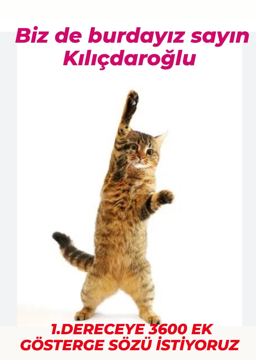 Кошка в прыжке