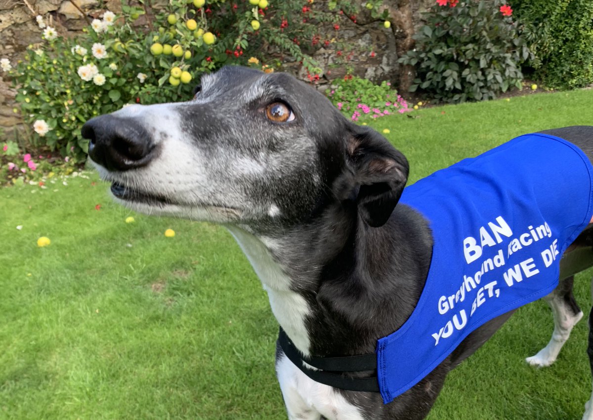 Jura_Harris's tweet photo. Please sign the petition to #BanGreyhoundRacing in Scotland! A cruel gambling industry which injures and kills thousands of dogs every year in the UK. 

https://t.co/IrbhR1BIay ✍🏻&amp;RT 🙏🏻

#YouBetTheyDie #GrandNational #GrandNationalDisgrace https://t.co/jduQWkDpS3