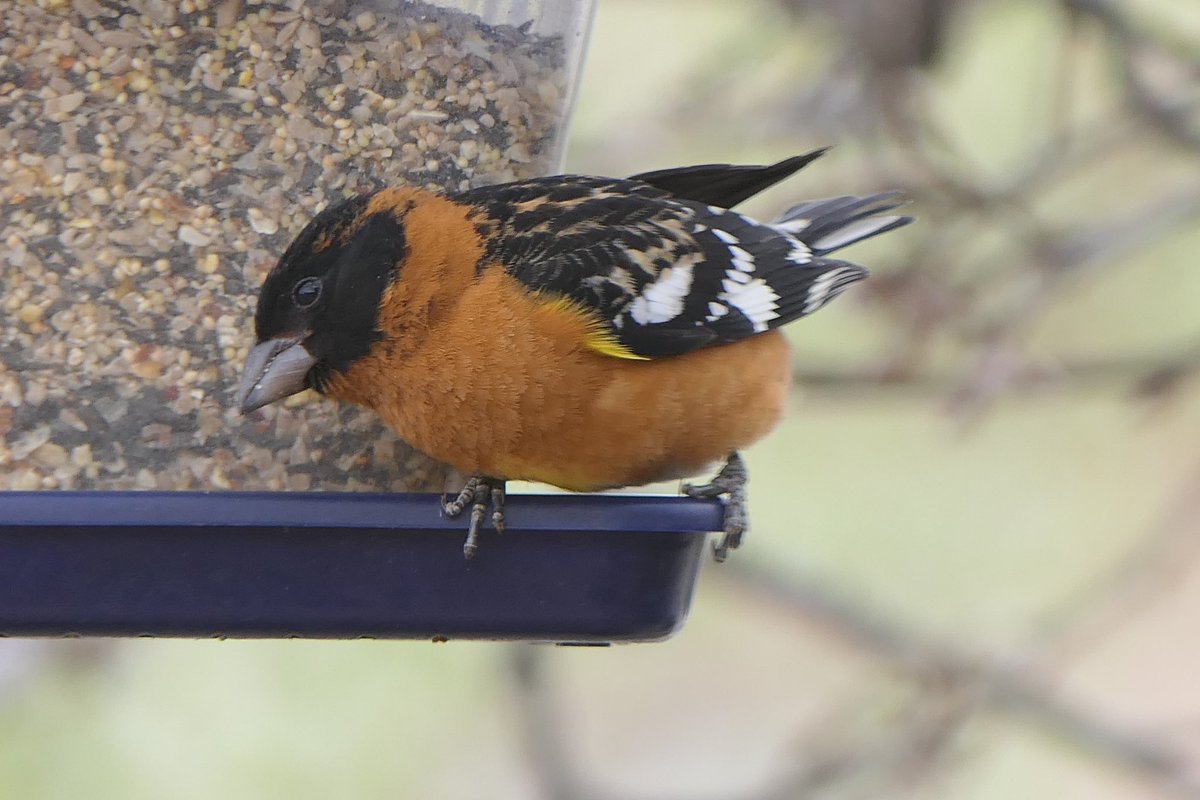 mbplan's tweet photo. Black-headed grosbeak has returned to Santa Maria like clockwork. @audubonsociety @AudubonCA #birdphotography #birdwatching https://t.co/8t4Oaqh4N0
