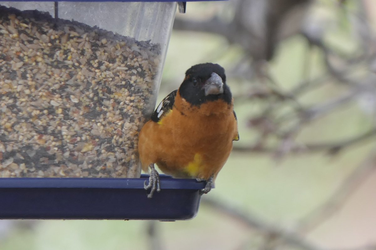 mbplan's tweet photo. Black-headed grosbeak has returned to Santa Maria like clockwork. @audubonsociety @AudubonCA #birdphotography #birdwatching https://t.co/8t4Oaqh4N0