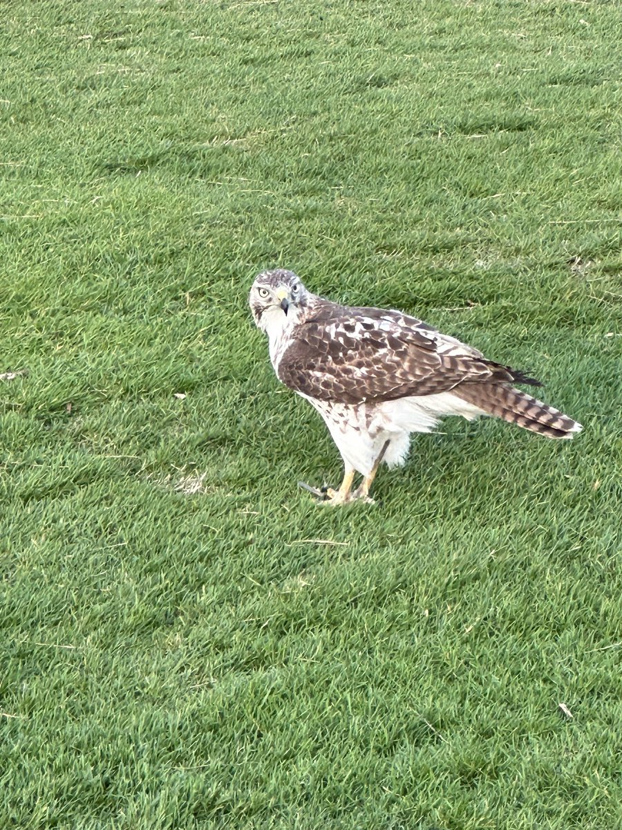 3sticksCGCS's tweet photo. Thanks to my new phone camera I was able to get some good pictures.  Although he did let me get with about 10-15’ when I made my pass on the greens mower. @BirdsofTurf #golfcoursewildlife https://t.co/3yVZFzCnFz