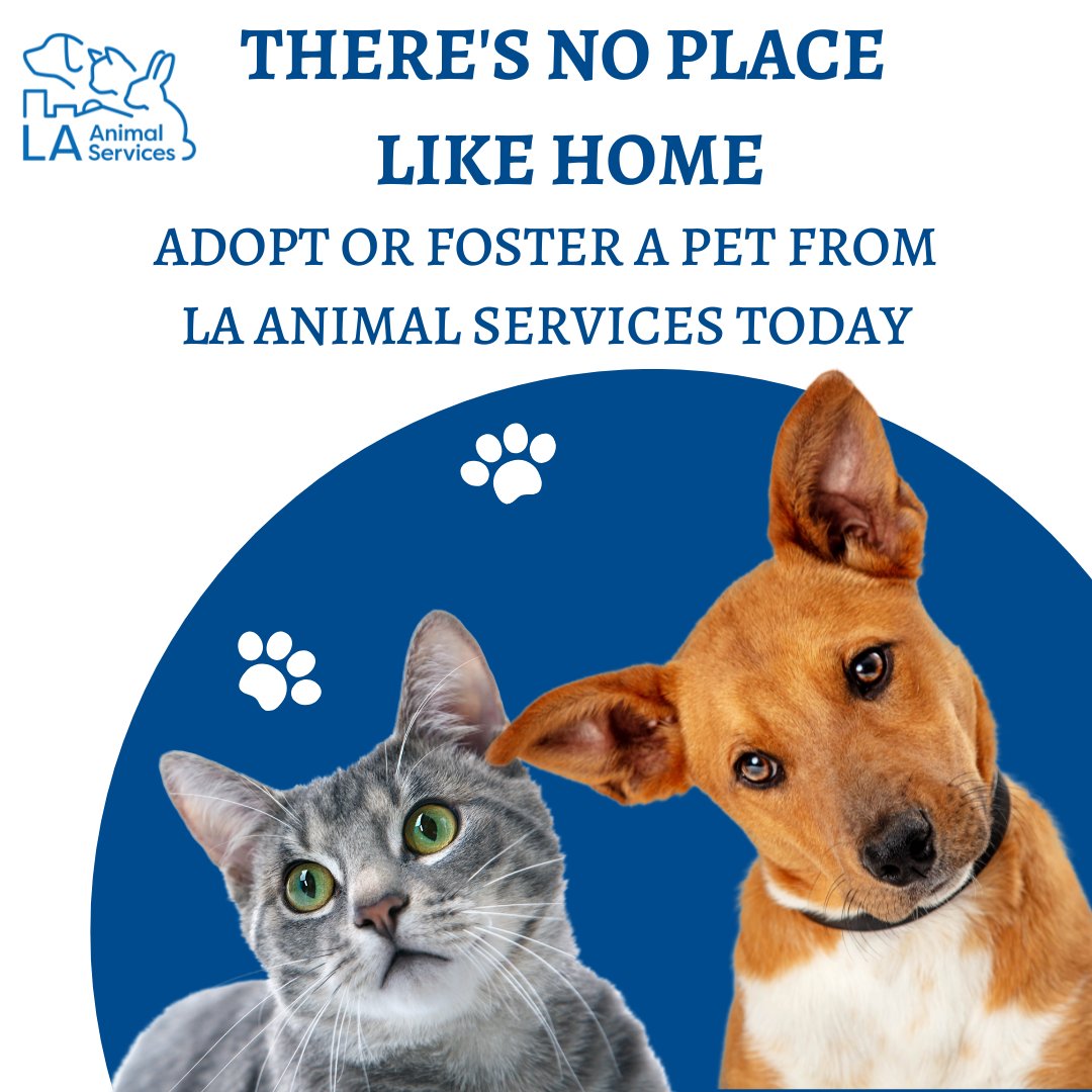 LACityPets's tweet photo. Adopt or foster a pet from LA Animal Services today! Our six LA Animal Services locations are open on Saturdays and Sundays, from 11am to 5pm without appointments. To view our adoptable pets, visit https://t.co/tqCgiDY8Aw #lacitypets #openarmschallenge #adopt #foster #petsofLA https://t.co/9LxrjjobPo