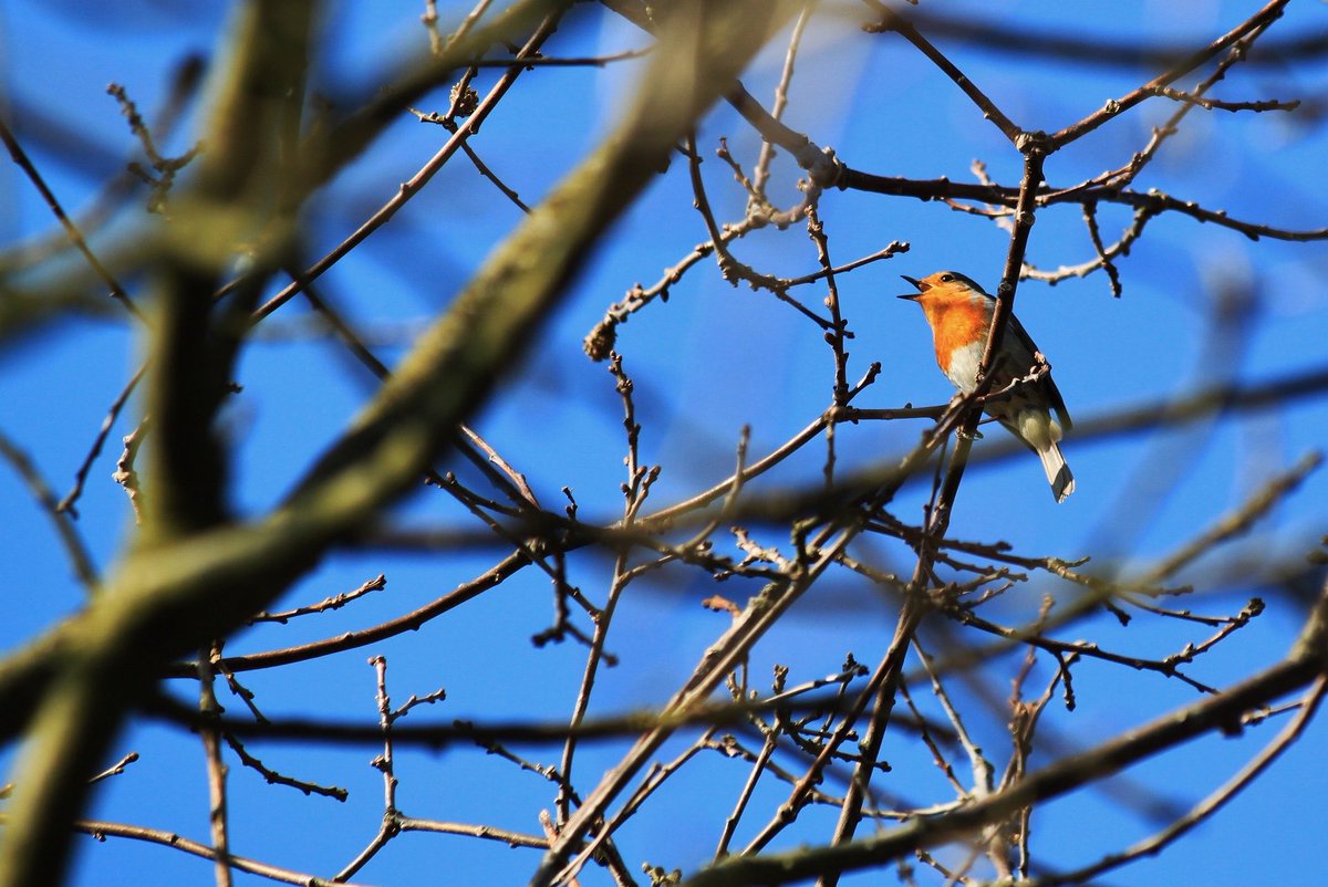 Word of the Day: VALENTINING (n.) the singing of birds in the springtime