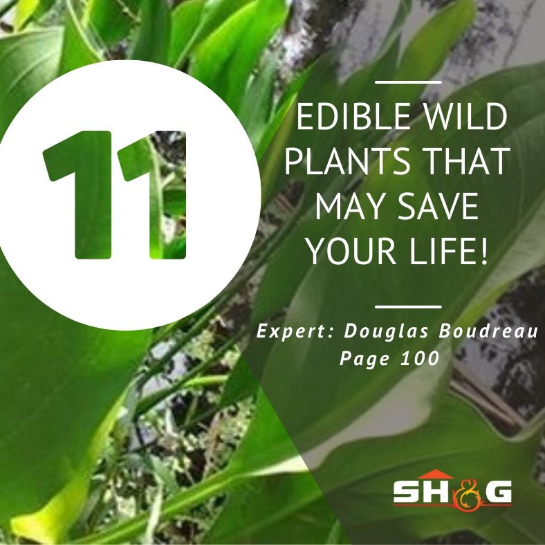 Survival Homes and Gardens tweet media