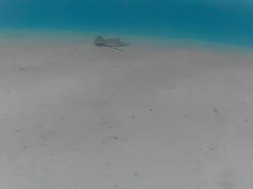 BaSnorkel's tweet photo. #Temae Beach is the best #beach on the main island of #Moorea . It is a 3,000 ft (900 m) long and has excellent #snorkeling with lots of #colorful #fish and colorful and healthy #corals. This was our favorite beach on Moorea. How did you like it? https://t.co/JWL6Mx3QLL https://t.co/17zWo6KQxB