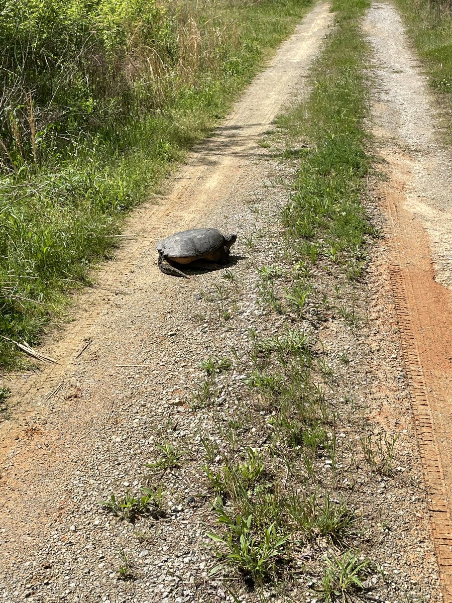RossTay2023's tweet photo. This is surely a new one. Why did the snapping turtle cross the road? https://t.co/wkueAN6TGj