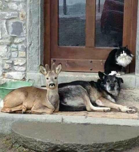 ZientekMary's tweet photo. 📸owner: "Came home to this today. I only own the dog." https://t.co/Z1fQs2qbkH