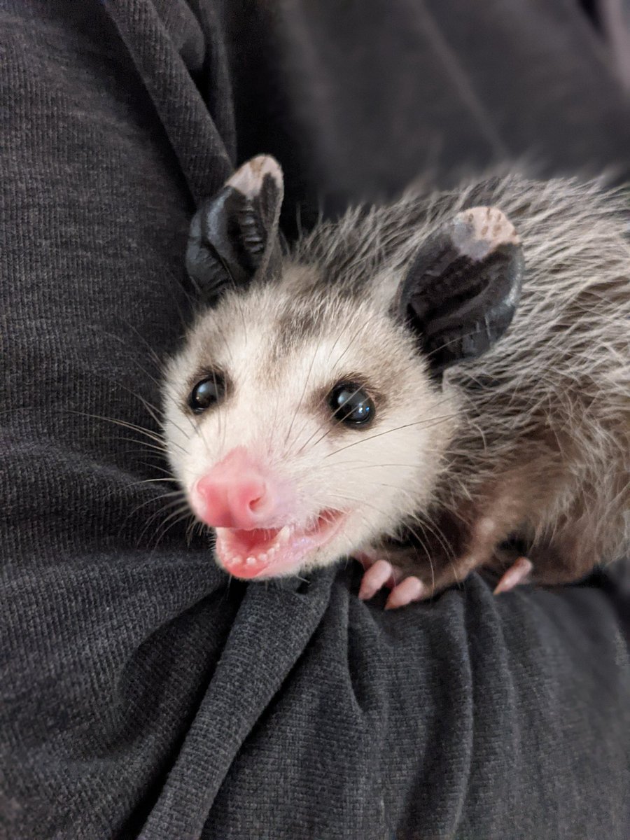 Possumeveryhour.io (@possumeveryhour) on Twitter photo 