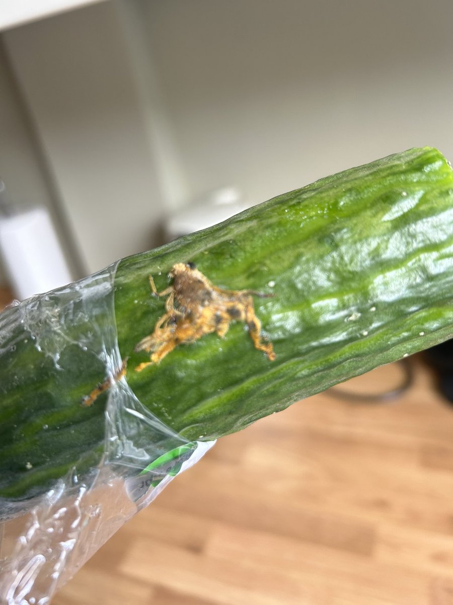 joshaw55's tweet photo. @AldiUK  this has put me off cucumber for life 🤮 https://t.co/KltiQ4Evr7