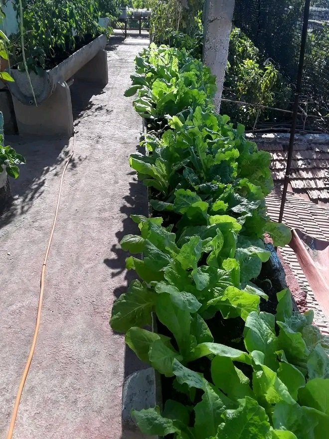 Con más de 200 casas incorporadas en el Consejo Popular "Sueño" de #SantiagodeCuba, la placa de Referencia Nacional de José Ramón Saavedra y Yolanda Mesa Ruiz, que inició como un proyecto familiar, se ha convertido en un movimiento popular.
#MejorSinBolqueo
#AsambleaDelPueblo