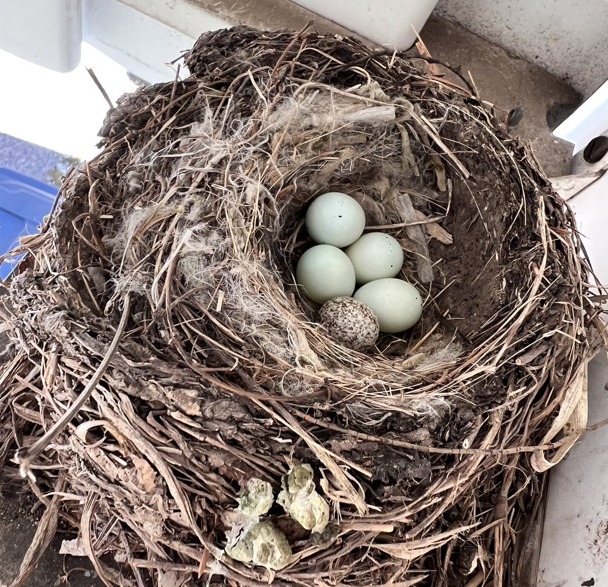 Jay Kirell tweet media