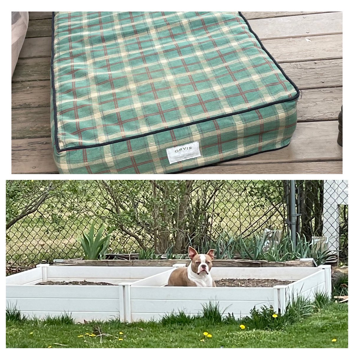 JWMinardi's tweet photo. $100+ Orvis memory foam dog bed? No, this lumpy, dirty, raised garden bed is just fine… 😑 https://t.co/qqiNC4pbBv