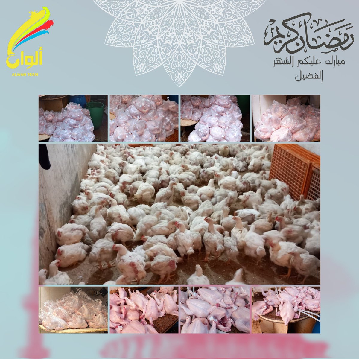 AlwanTeam2's tweet photo. كان رسول الله ﷺ يجتهد فى العشر الأواخر ما لا يجتهد في غيره
بفضل ربنا و مشاركتكم و بعد توزيع أكثر من 1200 شنطة حبوب 🛍 و توزيع لحوم
تم الإنتهاء من المرحلة الرابعة من شنط رمضان ( 250 فرخة ) 🌙❤️
أنت كمان لسه قدامك فرصة تفرح غيرك قبل دخول العيد 🙏
#سمعنا_صوت_الخير
#AlwanTeam https://t.co/kdugzq3p3U