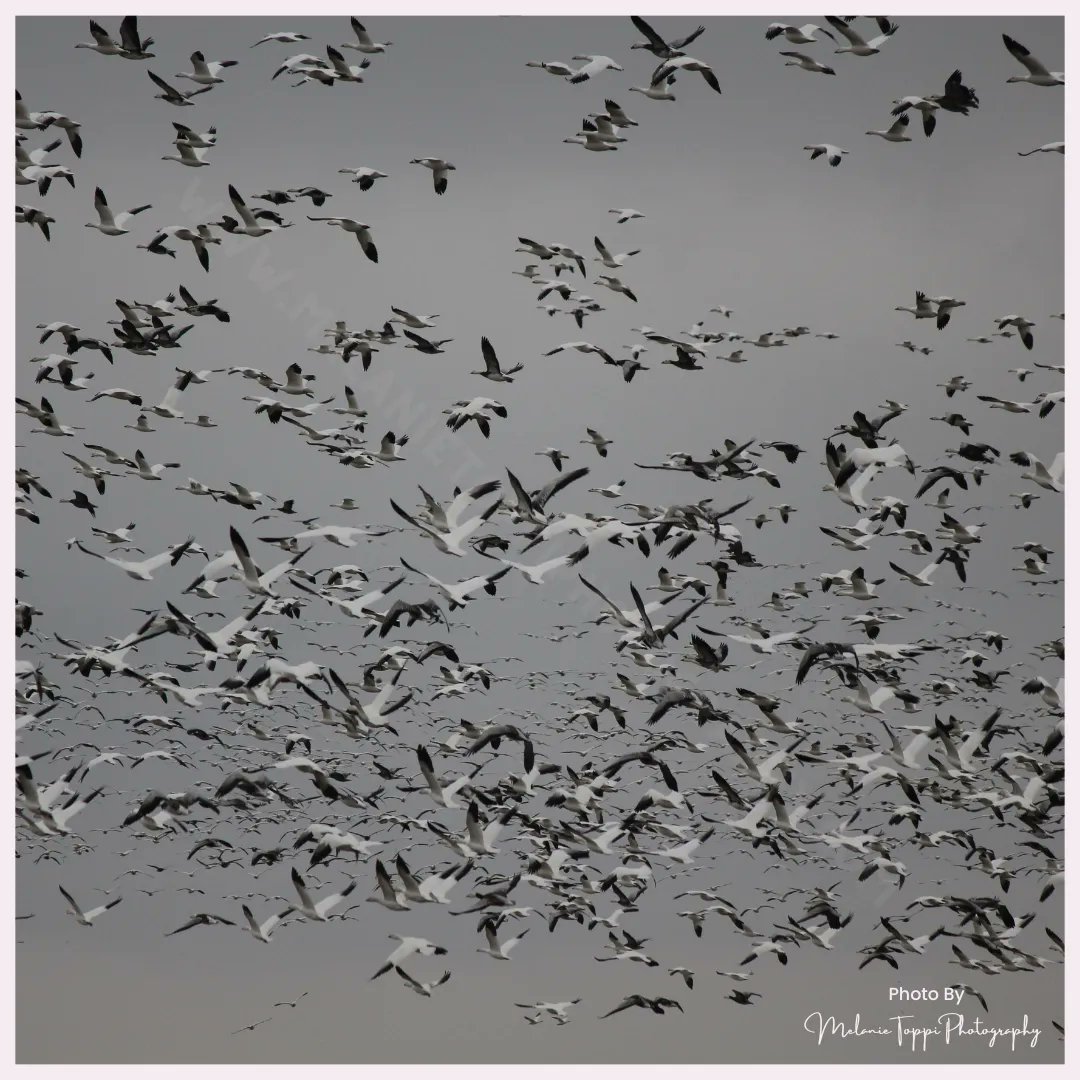 nature_buff's tweet photo. Each spring and fall, tens of thousands of migrating geese pass through the #Prairies.  This photo represents a very small portion of the birds flying by!

#Saskatchewan #migration #springmigration #NatureWithMelanie #getoutside #explore #springtime https://t.co/ppRYc6nCh4
