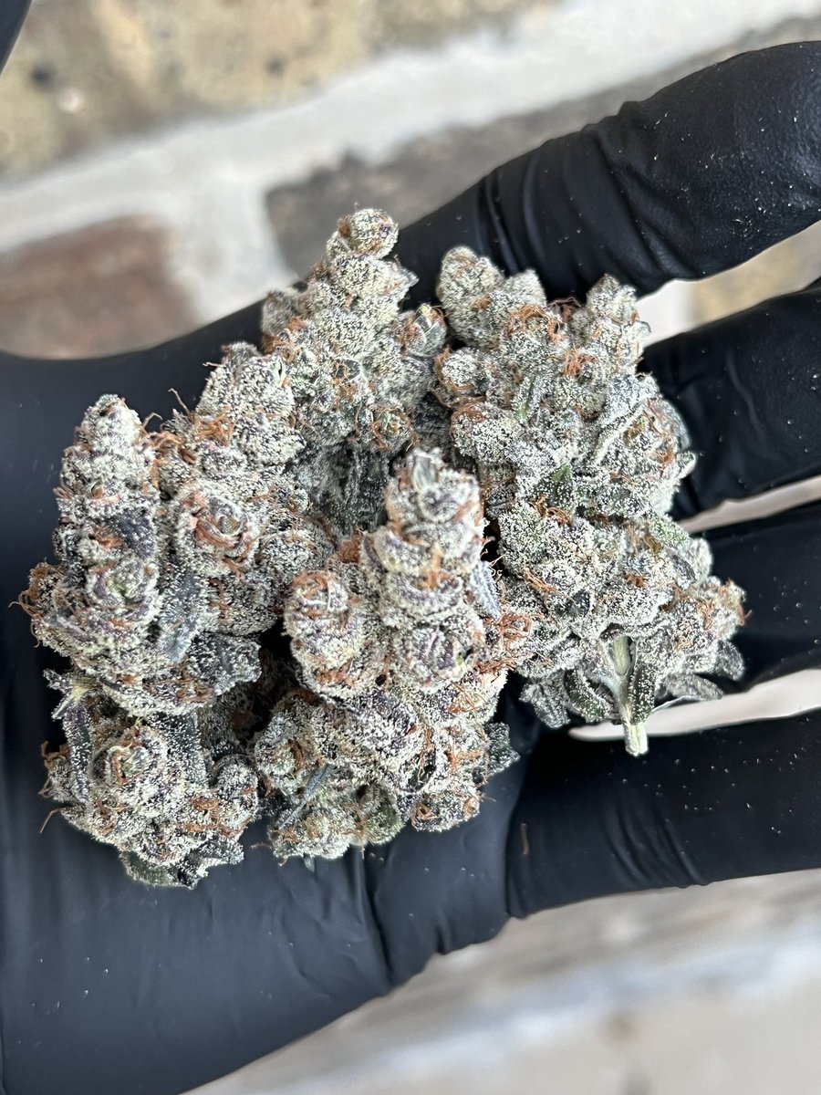 exoticgenetix's tweet photo. Weekend GIVEAWAY time baby!!! We are gonna go for the Gusto and give away a whole OMFG Unreleased Box Set that will be releasing April 20th on https://t.co/ftuG1jaQqq!!! 1 WINNER for this one folks!

🚨Rules~

• Follow @exoticgenetix 

• Tag 5 friends 

• Like + Retweet 

I will announce the winner Sunday Night!!! Good luck everyone!!! #exoticgenetix #omfg #unreleasedboxset #itsalifestyle