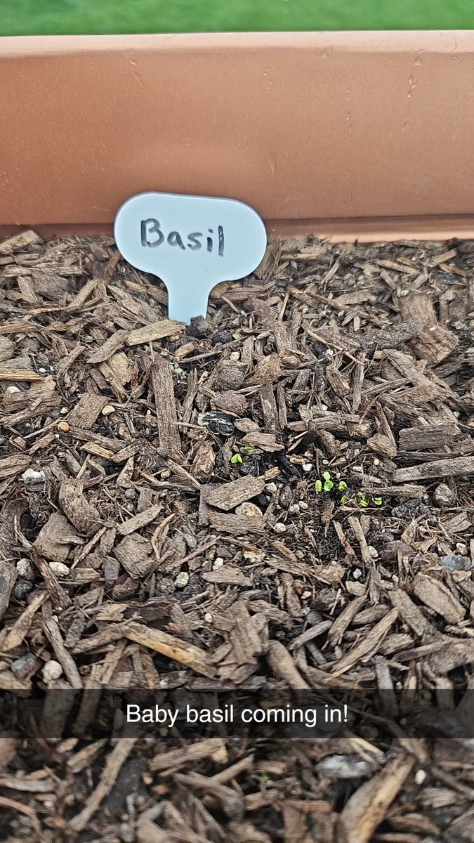 stbandy's tweet photo. I'm trying to grow my own herbs and it looks like I might be successful! https://t.co/4yGy6S4SuZ