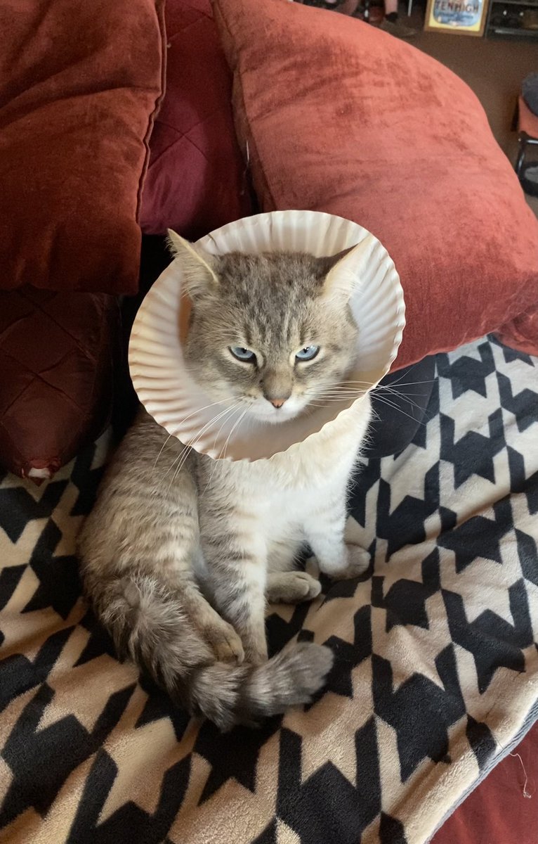saltmatey's tweet photo. If you see this tweet, quote tweet it with the most recent photo you took of your pet. no cheating! https://t.co/TXR2TOEcDT