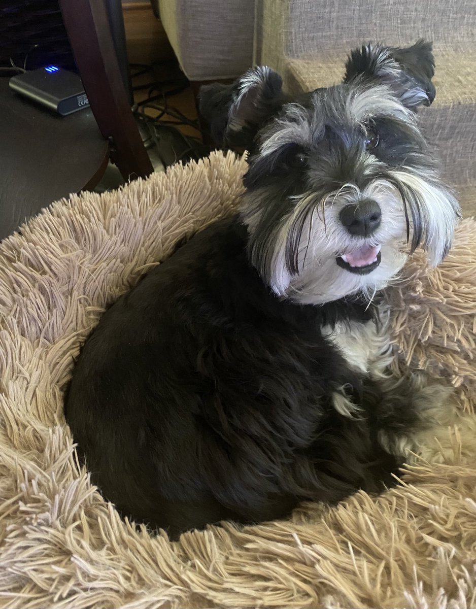 Sadie and Stella Schnauzer 🐾 tweet media