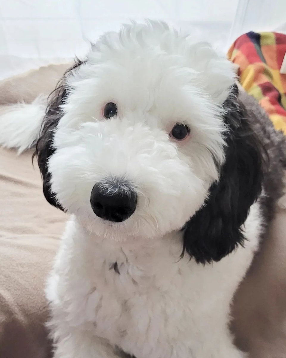 RocknTech's tweet photo. @buitengebieden viralizou por ser a cara do Snoopy.

Com orelhas enormes e este nariz de botão, Bayley é a versão real perfeita do nosso cachorro favorito dos desenhos animados.

📸: @buitengebieden

#snoopy #cachorros #animais #pet #doguinho #fofo https://t.co/y30lQMCXmr