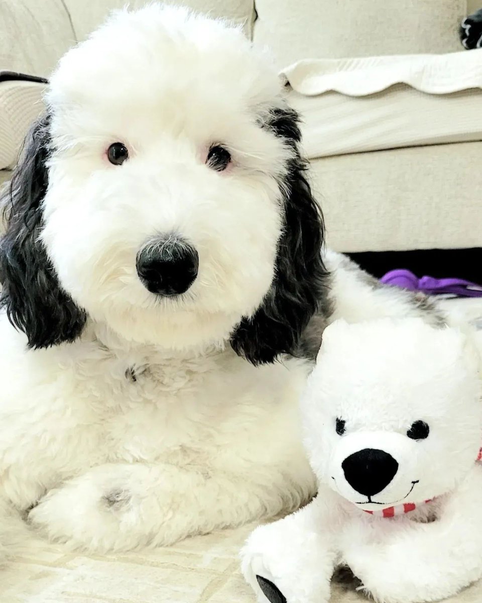 RocknTech's tweet photo. @buitengebieden viralizou por ser a cara do Snoopy.

Com orelhas enormes e este nariz de botão, Bayley é a versão real perfeita do nosso cachorro favorito dos desenhos animados.

📸: @buitengebieden

#snoopy #cachorros #animais #pet #doguinho #fofo https://t.co/y30lQMCXmr