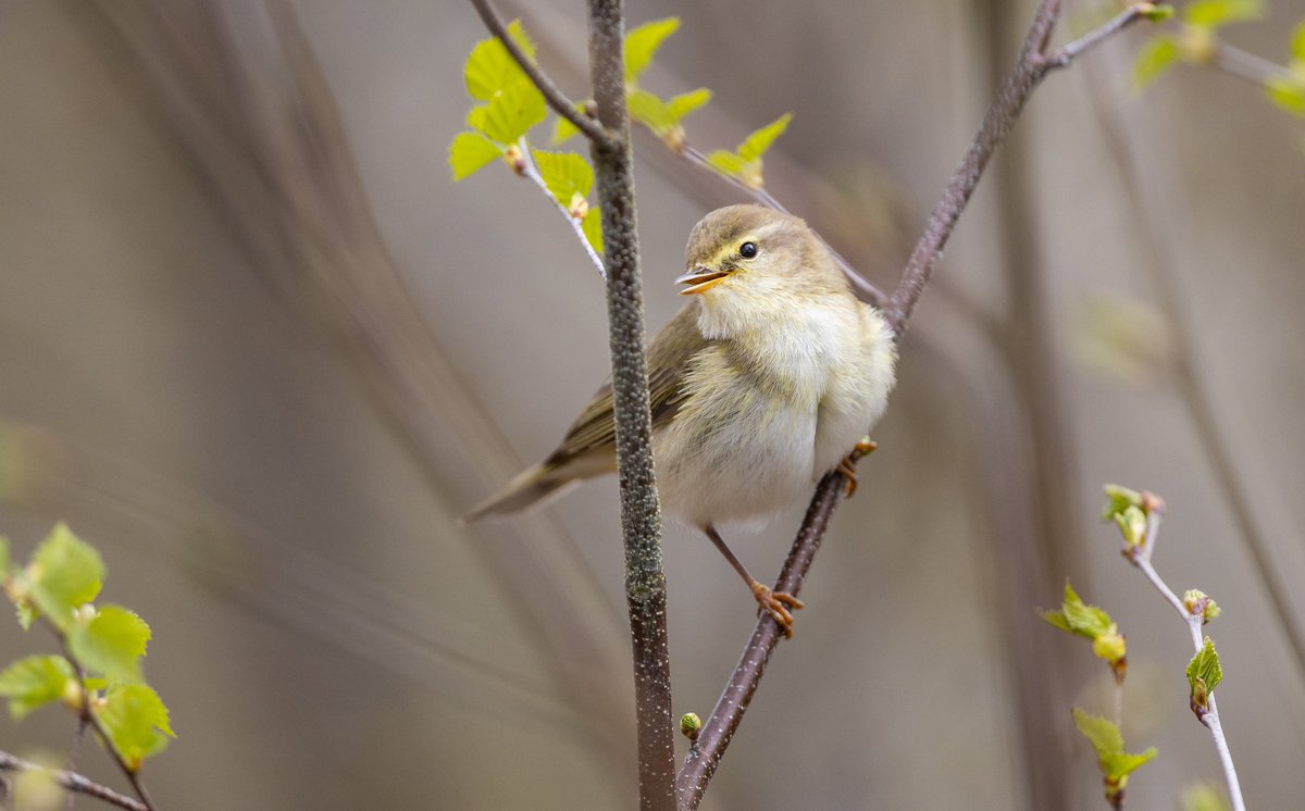 stella_cottee's tweet photo. Nice Willow warbler on my walk around @RSPBSherwood  nice to get a glimpse of LSW too
@NottsBirders https://t.co/Ht2izDXrmj