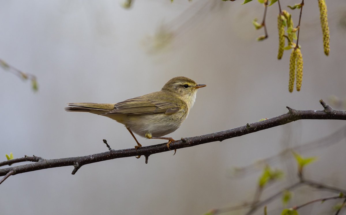 stella_cottee's tweet photo. Nice Willow warbler on my walk around @RSPBSherwood  nice to get a glimpse of LSW too
@NottsBirders https://t.co/Ht2izDXrmj