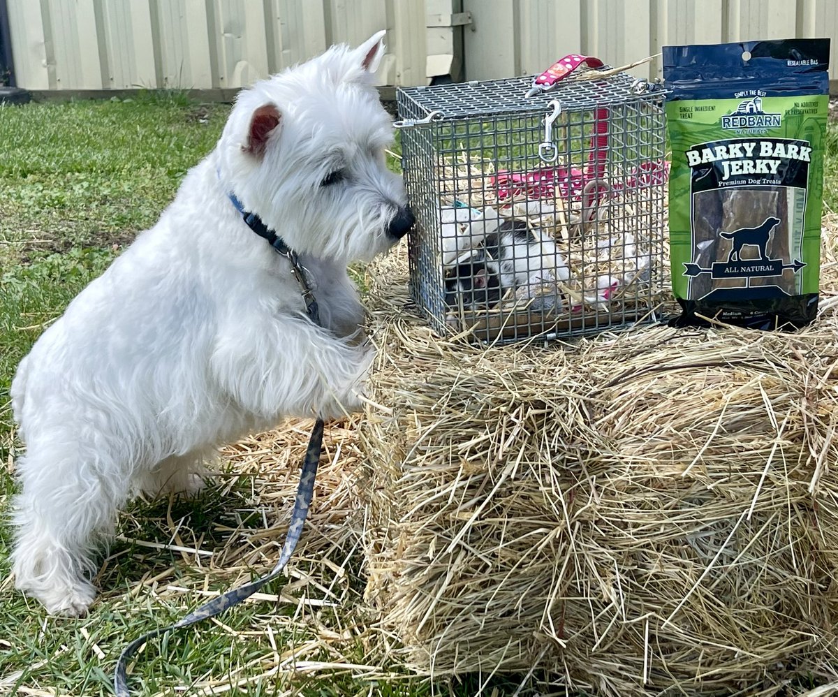 Brockie0000's tweet photo. Barn Hunt & Bark Jerky ❤️ #SaturdayVibes #DogLover #Dogs #BarnHunt #RedbarnFamily @redbarninc https://t.co/Z0X2DePdA5